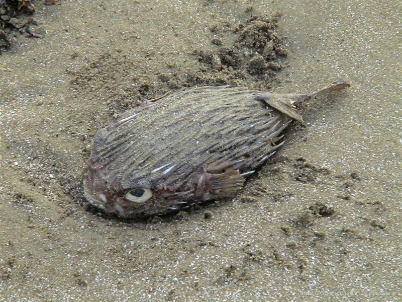 Dead fish on shore at Bahia Salinas