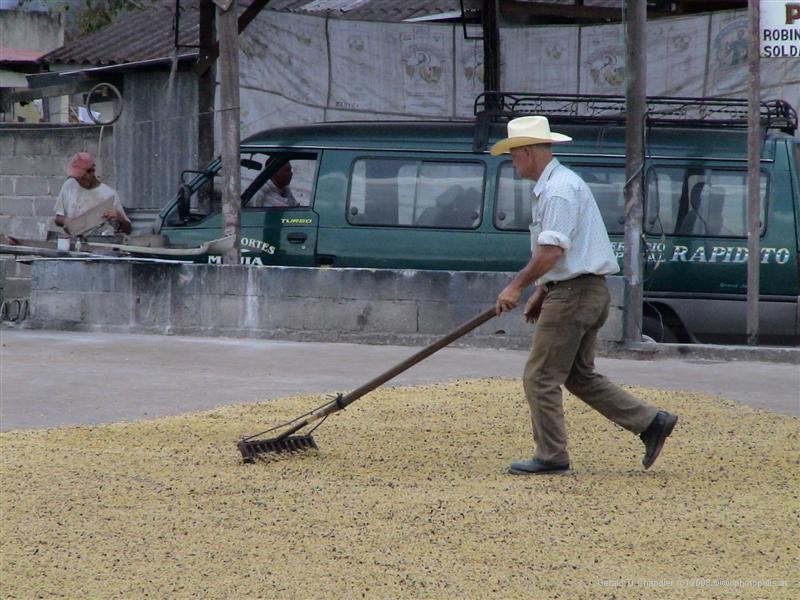 Raking coffee beans for drying, La Entranda