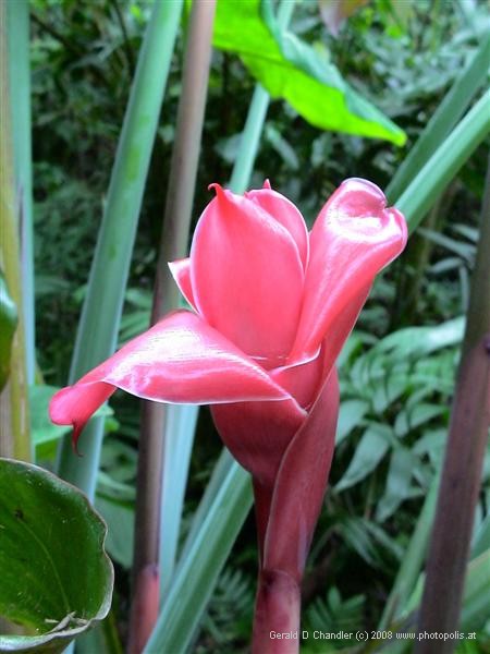 One of Bob Dale's Flowers