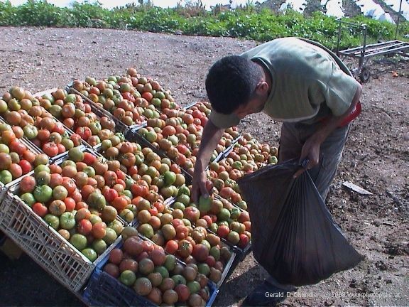West Bank Arab selecting tomatoes