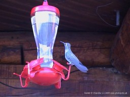 Hummingbird at Feeder