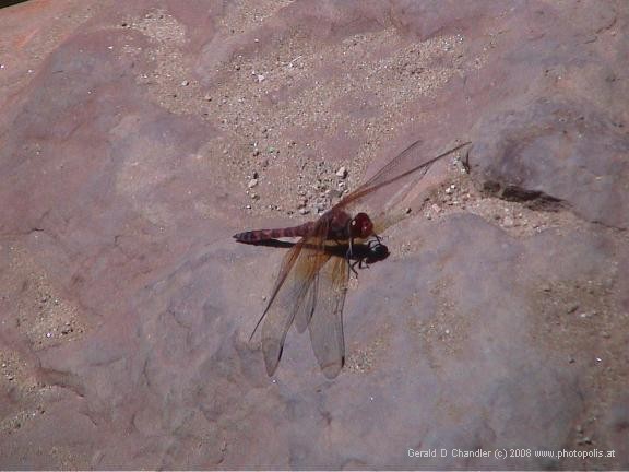 Dragon Fly